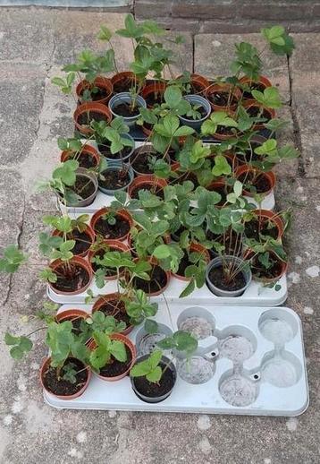 Aardbeien planten AFGEPRIJSD ! DE LAATSTEN VAN DIT SEIZOEN!  beschikbaar voor biedingen
