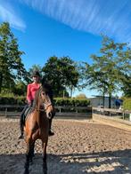 verzorg pony/bijrijd pony gezocht, Ophalen of Verzenden, Nieuw