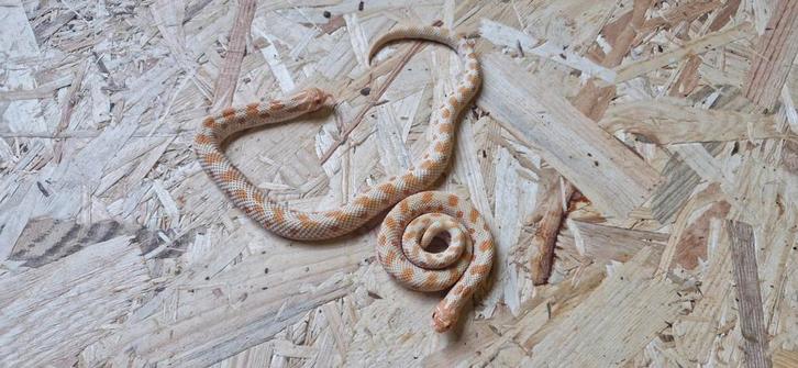 1.1 Albino haakneus NK 2024