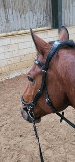 Torsy ergonomisch hoofdstel zwart lak maat full, Dieren en Toebehoren, Paarden en Pony's | Hoofdstellen en Tuigage, Ophalen of Verzenden