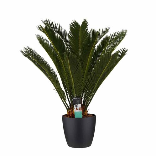 Decorum Cycas Revoluta met Elho brussels black, Huis en Inrichting, Kamerplanten, Overige soorten, Minder dan 100 cm, Halfschaduw