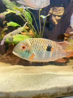 Zuid Amerikaanse Cichliden: Aequidens sp. "Jenaro Herrera", Vis, Zoetwatervis