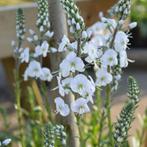 Veronica gentianoides (ereprijs) witblauw vaste plant, Bodembedekkers, Volle zon, Vaste plant, Ophalen of Verzenden