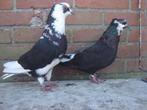 Sierduiven *, Dieren en Toebehoren, Vogels | Duiven