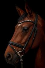 Lieve knappe hannoveraner merrie aangeboden, Dieren en Toebehoren, Paarden, Merrie, Gechipt, Niet van toepassing, 7 tot 10 jaar