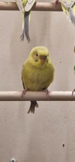 Verwant koppel dun fallow