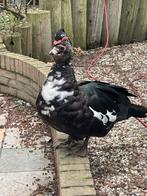 Muskuseend man, Mannelijk, Kip