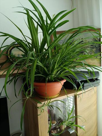 Chlorophytum comosum of een spinnenplant beschikbaar voor biedingen