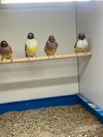 Cinnamons., Dieren en Toebehoren, Meerdere dieren, Tropenvogel