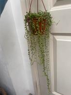Erwtenplant senecio rowleyanus stekjes, Verzenden, Overige soorten, Minder dan 100 cm