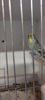 Parkiet te koop, Dieren en Toebehoren, Vogels | Parkieten en Papegaaien, Mannelijk, Parkiet