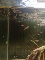 Jonge Guppies, Dieren en Toebehoren, Vis