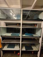 Kweekstelling 6 aquariums 80cm, Dieren en Toebehoren, Vissen | Aquaria en Toebehoren, Ophalen