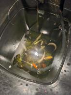 Vijvervissen, Karper of Koi