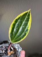 Hoya macrophylla albomarginata, Huis en Inrichting, Kamerplanten, Ophalen, Halfschaduw, Minder dan 100 cm