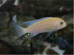 Malawi cichliden (Metriaclima Estherae), Dieren en Toebehoren, Vis, Zoetwatervis, Schoolvis