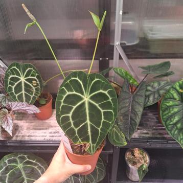 ACTIEPRIJS Anthurium Clarinervium (1) beschikbaar voor biedingen