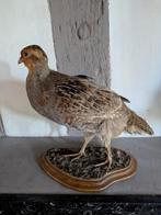 Opgezette patrijs, Verzamelen, Dierenverzamelingen, Ophalen of Verzenden, Zo goed als nieuw, Vogel, Opgezet dier