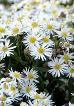 Zomerasters in pot - Prachtige bloeiers!, Ophalen of Verzenden, Zomer, Vaste plant, Volle zon