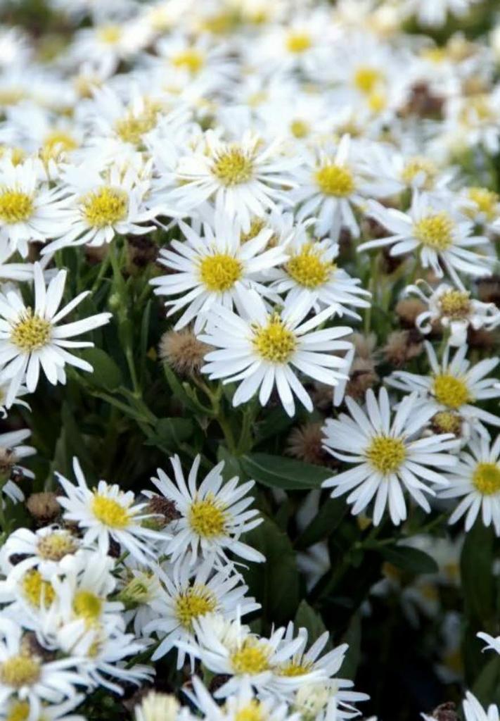 Zomerasters in pot - Prachtige bloeiers!, Tuin en Terras, Planten | Tuinplanten, Vaste plant, Volle zon, Zomer, Ophalen of Verzenden