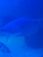 Grote blauwe Goerami’s, Kreeft, Krab of Garnaal