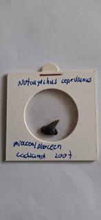 Fossiele Haaientand Notorhynchus cepedianus, Ophalen of Verzenden, Fossiel