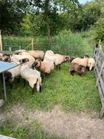 Drents heideschaap rammen, Dieren en Toebehoren, Schapen, Geiten en Varkens, Vrouwelijk, Schaap