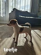🐾 2 lieve pups 1 reutje en 1 teefje🥰 jackrussel x kooiker, Jack Russell Terriër, 8 tot 15 weken, Meerdere, Meerdere dieren