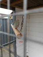 Kakariki man en poppen, Dieren en Toebehoren, Meerdere dieren, Parkiet