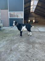 Te koop zwartbonte stamboek bok, Mannelijk, Geit