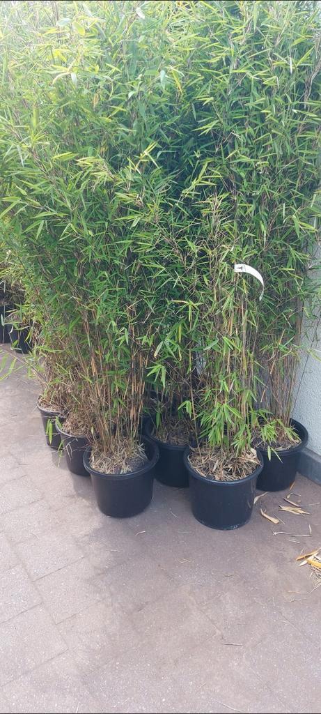 niet woekerende bamboe,  fargesia nitida black Pearl, Tuin en Terras, Planten | Struiken en Hagen, Bamboe, Ophalen