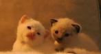 Siamees kittens geboren op 3 dec 2025, twee witte nog over, Meerdere dieren, Ingeënt, 0 tot 2 jaar