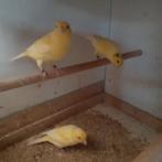 Waterslagers, Dieren en Toebehoren, Vogels | Kanaries, Mannelijk, Zangkanarie