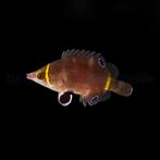 Wetmorella Nigropinnata (geelband lipvis), Dieren en Toebehoren, Vis, Zoutwatervis