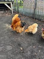 Gratis 2 prachtige Hanen, Dieren en Toebehoren, Pluimvee, Mannelijk, Kip