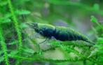 Green Jade Garnalen, Dieren en Toebehoren, Vissen | Aquariumvissen, Kreeft, Krab of Garnaal, Zoetwatervis, Schoolvis