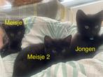 3 lieve zwarte kittens, Meerdere dieren