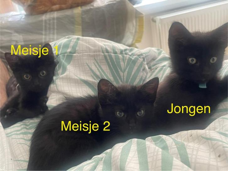 3 lieve zwarte kittens, Dieren en Toebehoren, Katten en Kittens | Overige Katten, Meerdere dieren