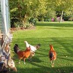 Assendelft Hoen, Dieren en Toebehoren, Pluimvee, Mannelijk, Kip