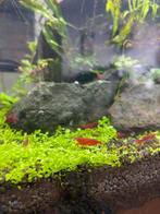 Rode garnaaltjes (neocaridina), Dieren en Toebehoren, Vissen | Aquariumvissen, Kreeft, Krab of Garnaal
