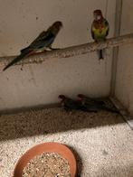 Rosella’s, Dieren en Toebehoren, Vogels | Parkieten en Papegaaien, Meerdere dieren, Parkiet