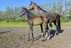 Veulen springveulen tuigpaard veulen jaarling, Dieren en Toebehoren, Paarden, Merrie, Minder dan 160 cm, 0 tot 2 jaar