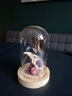 Kraaienschedel en vlinder in glazen stolpje., Ophalen of Verzenden, Zo goed als nieuw