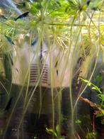 Blauwe garnalen, Dieren en Toebehoren, Kreeft, Krab of Garnaal