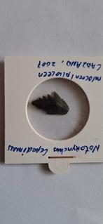 Fossiele haaientand Notorhynchus cepedianus, Ophalen of Verzenden, Fossiel