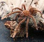 te koop theraphosa apophysis bij csreptiles Venlo, Spin of Schorpioen