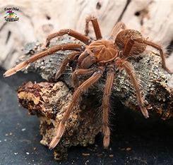te koop theraphosa apophysis bij csreptiles Venlo, Dieren en Toebehoren, Insecten en Spinnen, Spin of Schorpioen