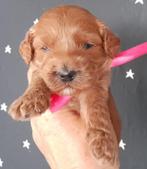 Labradoodle pups rood,met WALA stamboom, CDV (hondenziekte), Particulier, 8 tot 15 weken, Meerdere dieren