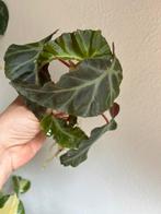 Begonia grey feather, grote gewortelde stek, Ophalen of Verzenden, Overige soorten, Minder dan 100 cm