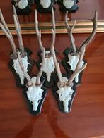 5 hertengeweitjes met met schedel, Ophalen, Schedel